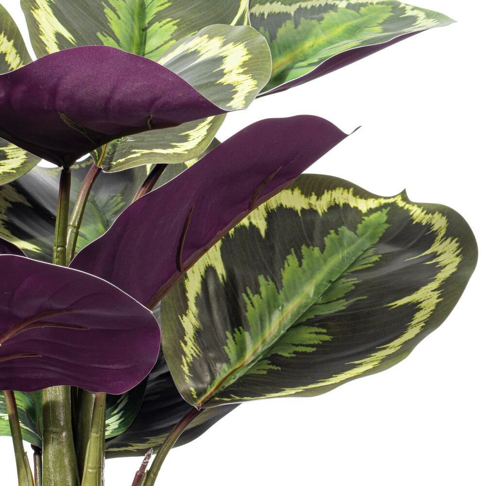 16" Calathea Veitchiana in Black Pot