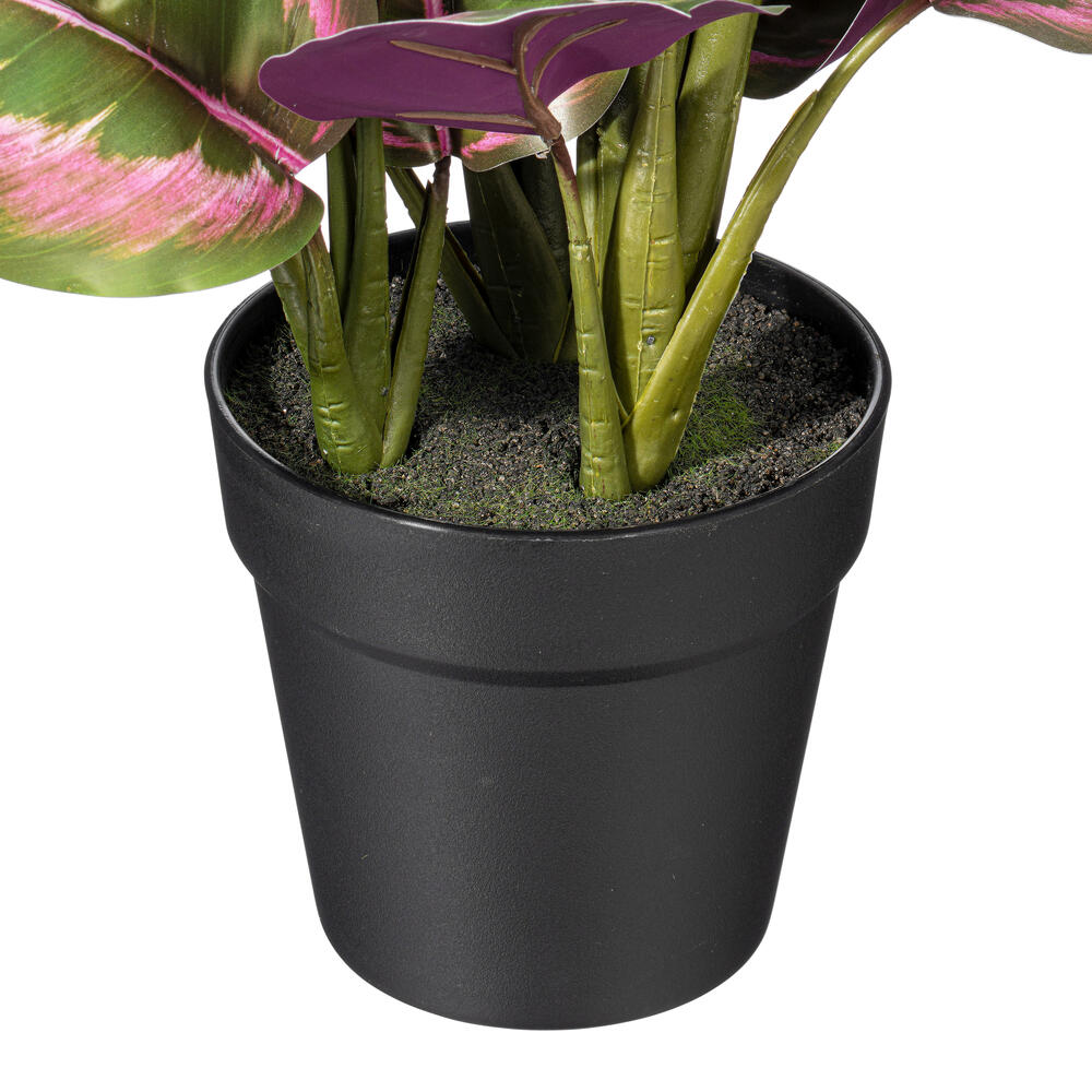 16" Calathea Roseopicta in Black Pot