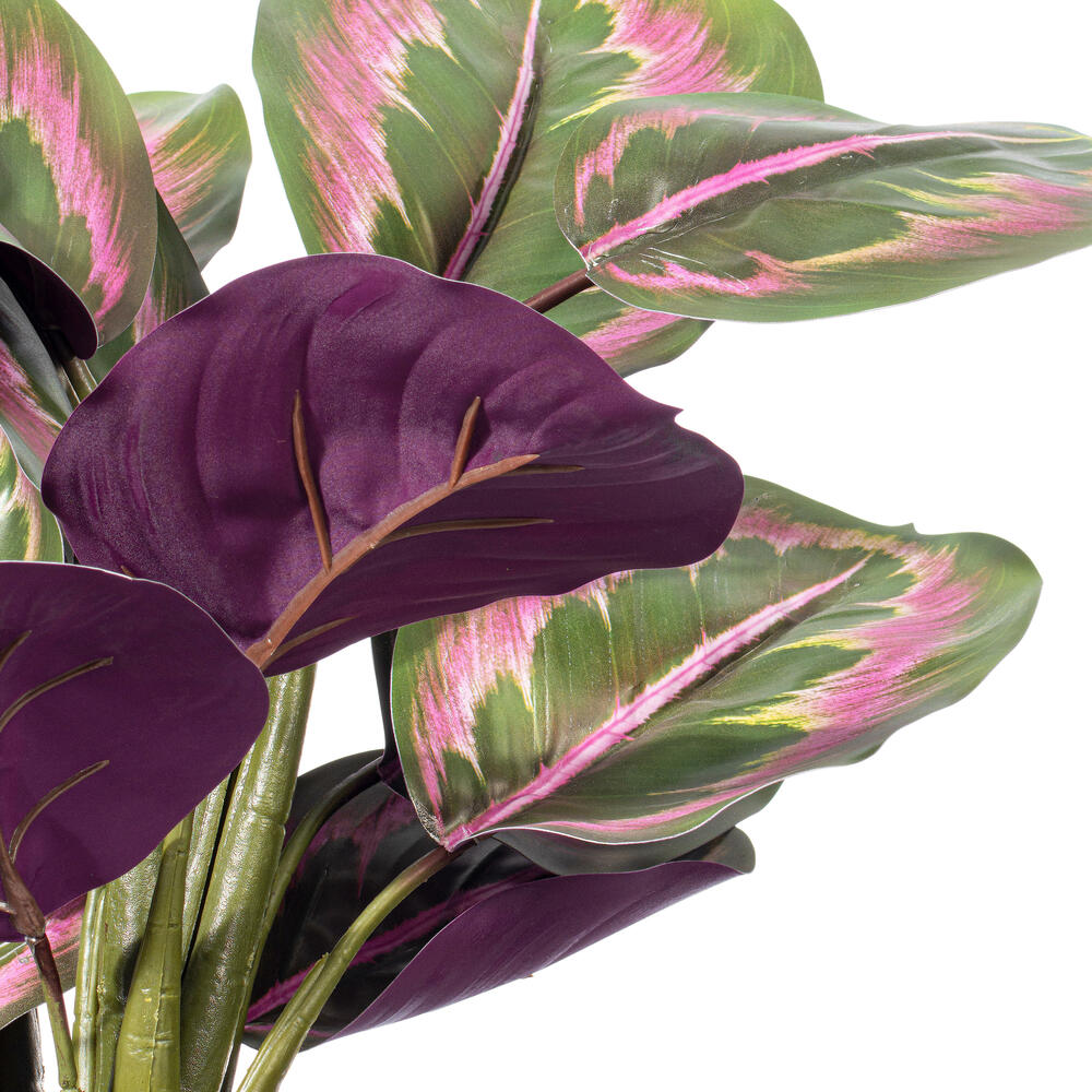 16" Calathea Roseopicta in Black Pot