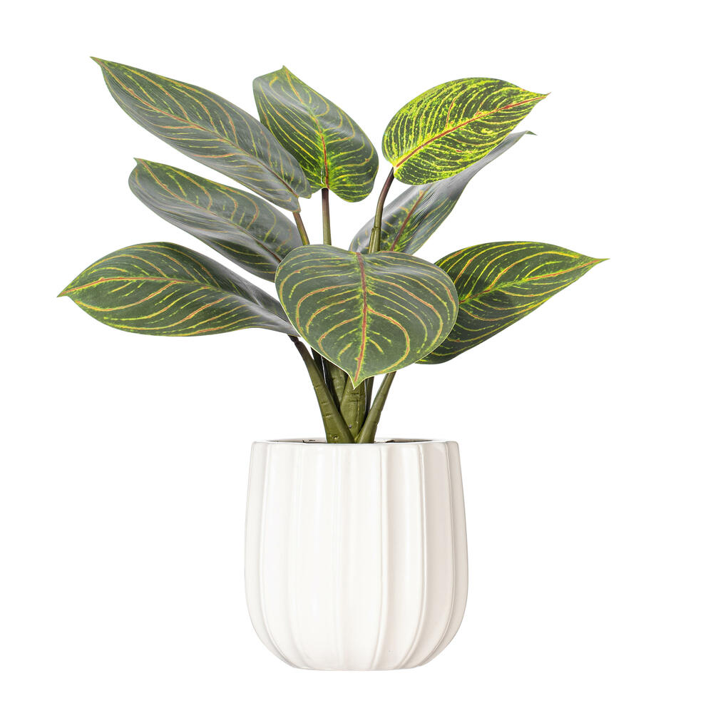 13" Philodendron Birkin in White Pot