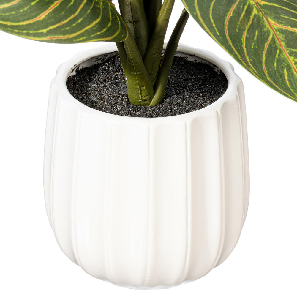 13" Philodendron Birkin in White Pot