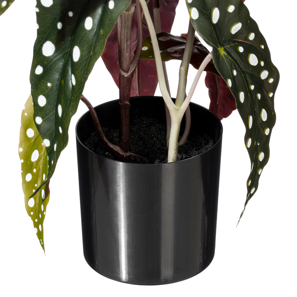 18" Begonia Maculata in Black Pot