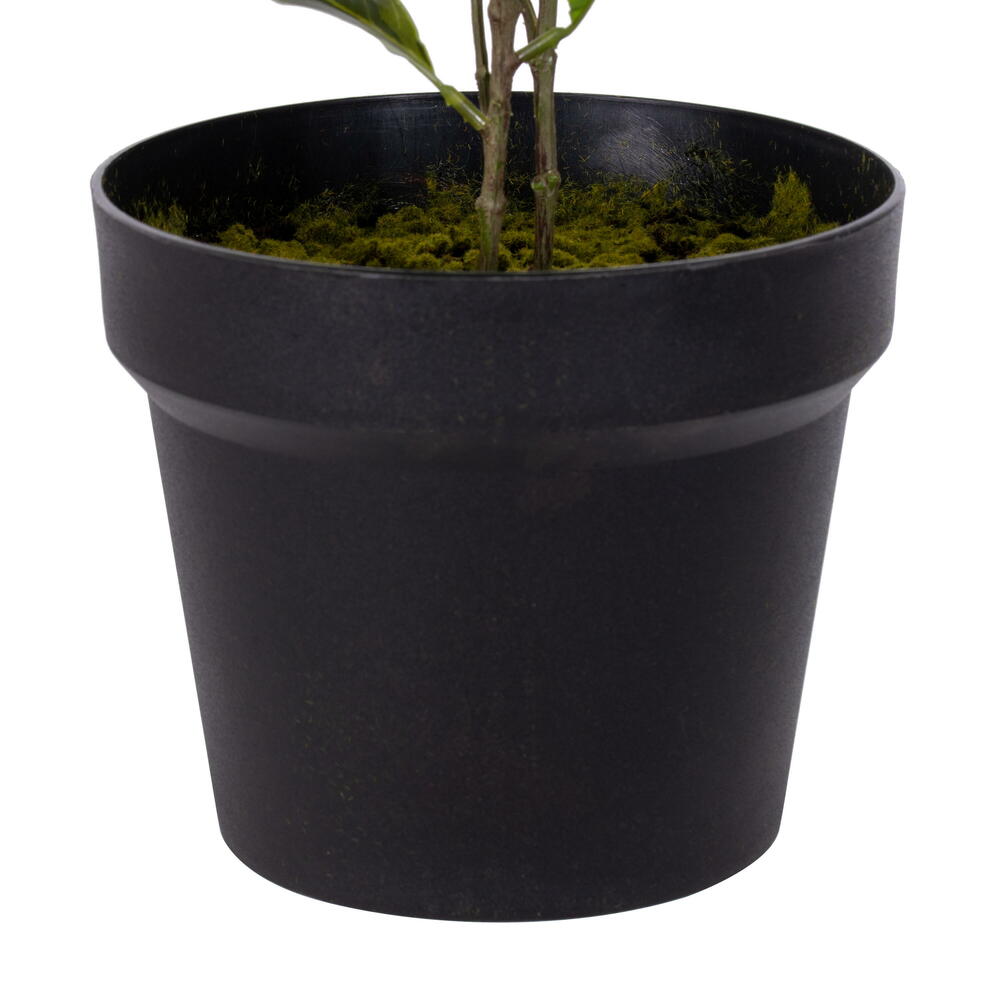 Vickerman Variegated Triangle Ficus Potted
