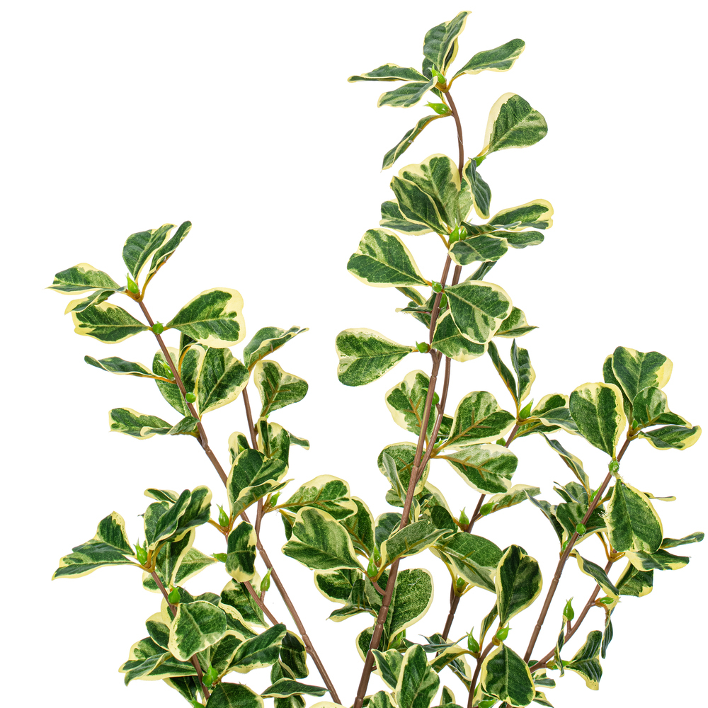 Vickerman Variegated Triangle Ficus Potted