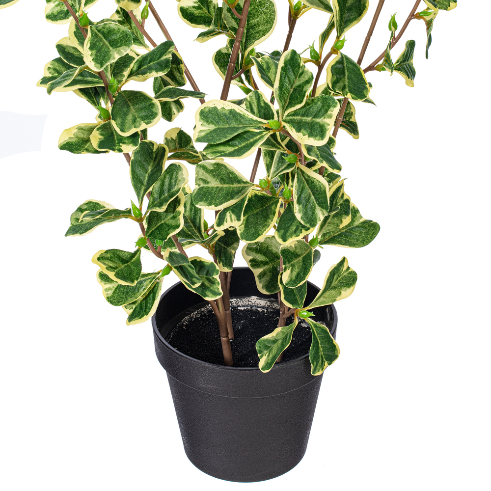 Vickerman Variegated Triangle Ficus Potted