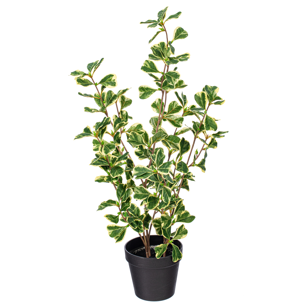 Vickerman Variegated Triangle Ficus Potted
