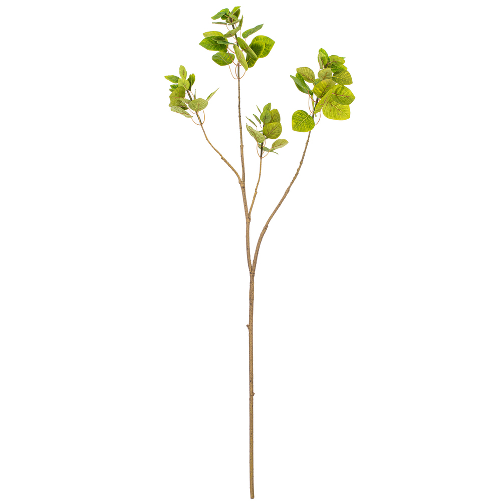 Branches
