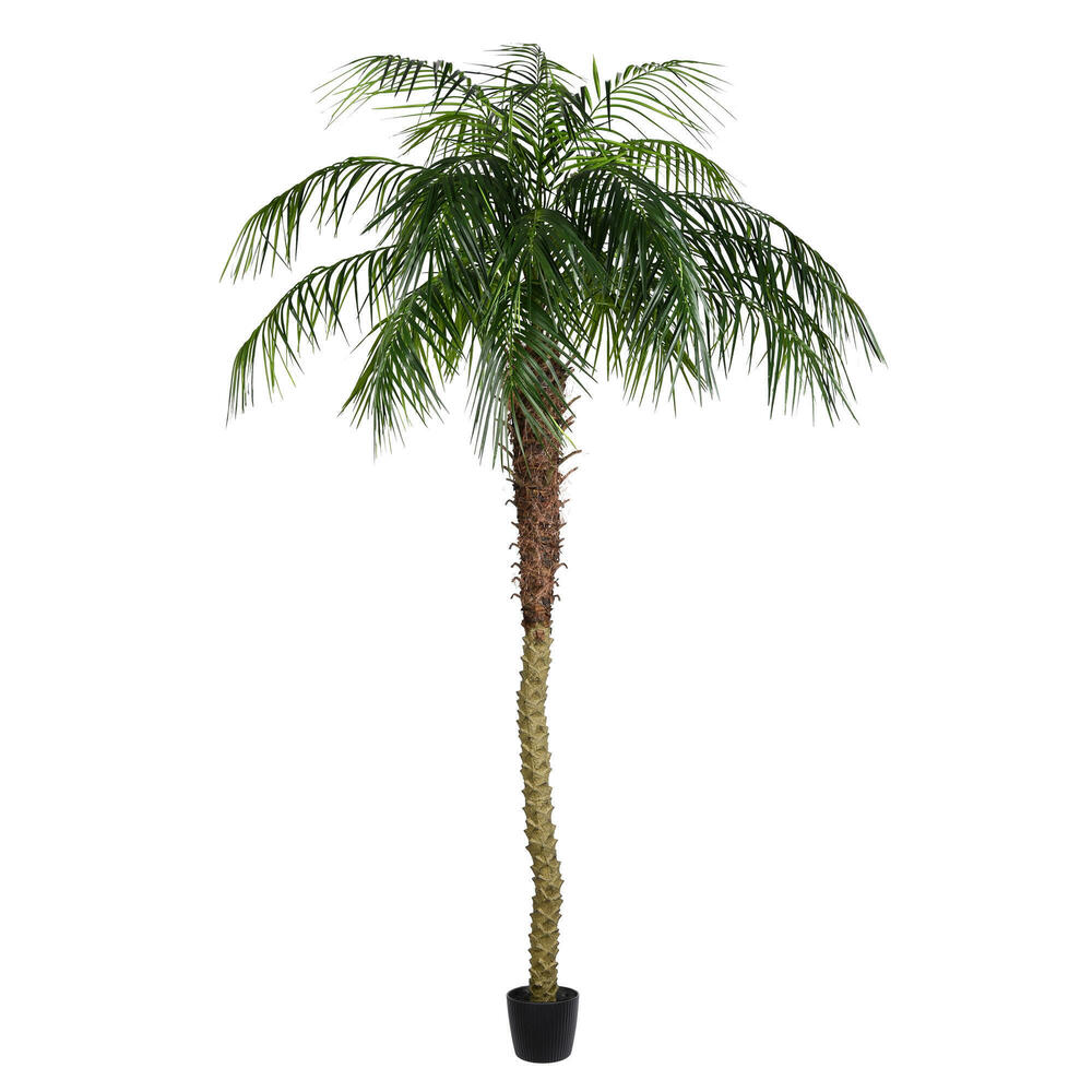 Pheonix Palms