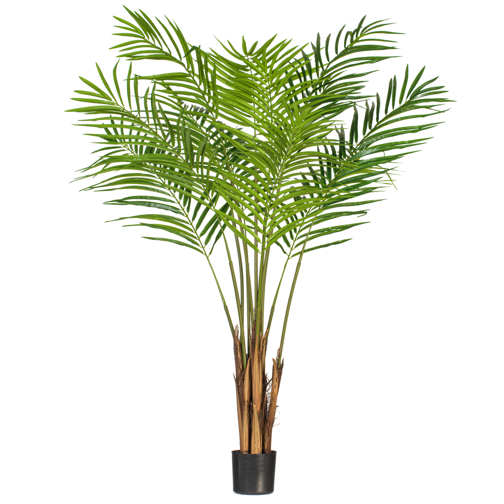 Areca Palms