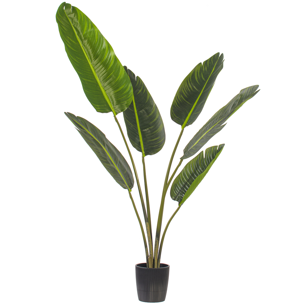 Travellers Palms