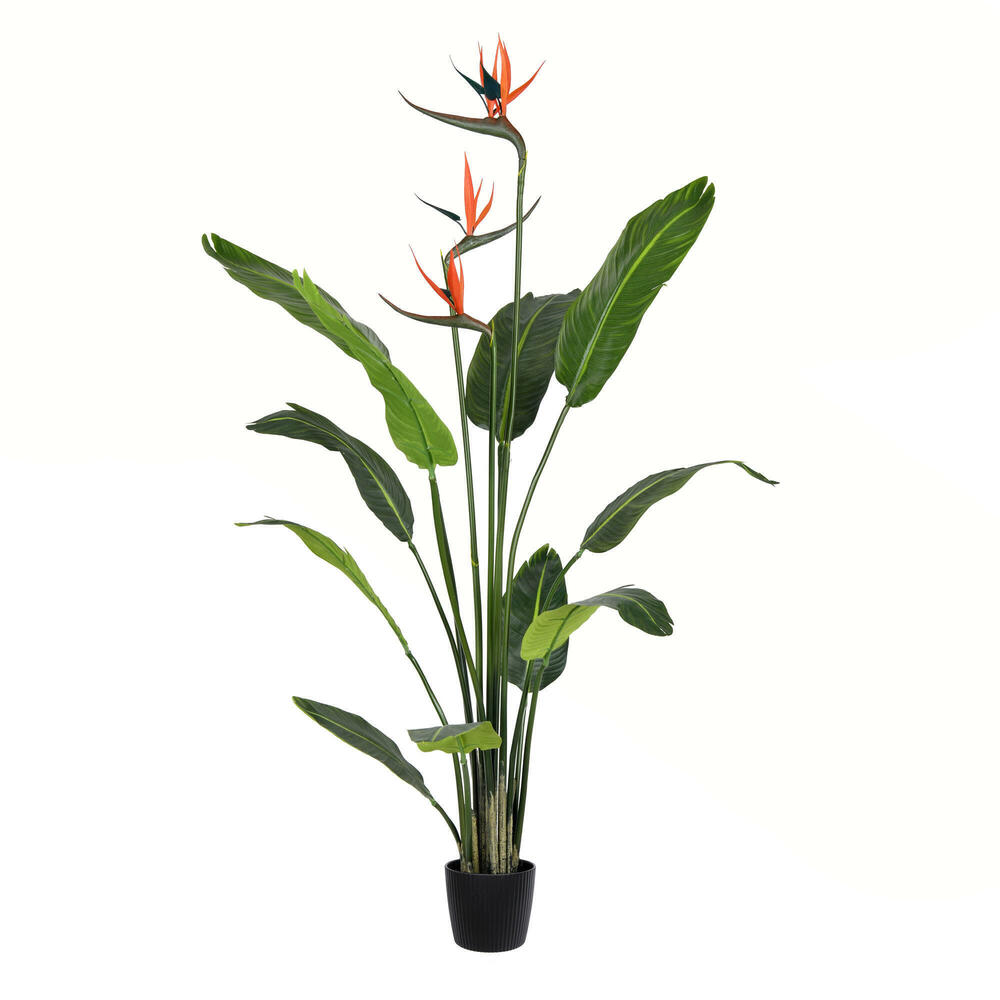 Bird of Paradise Palms