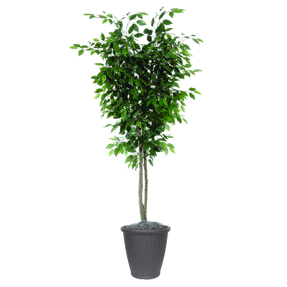 Vickerman Artificial Ficus Deluxe Potted Tree