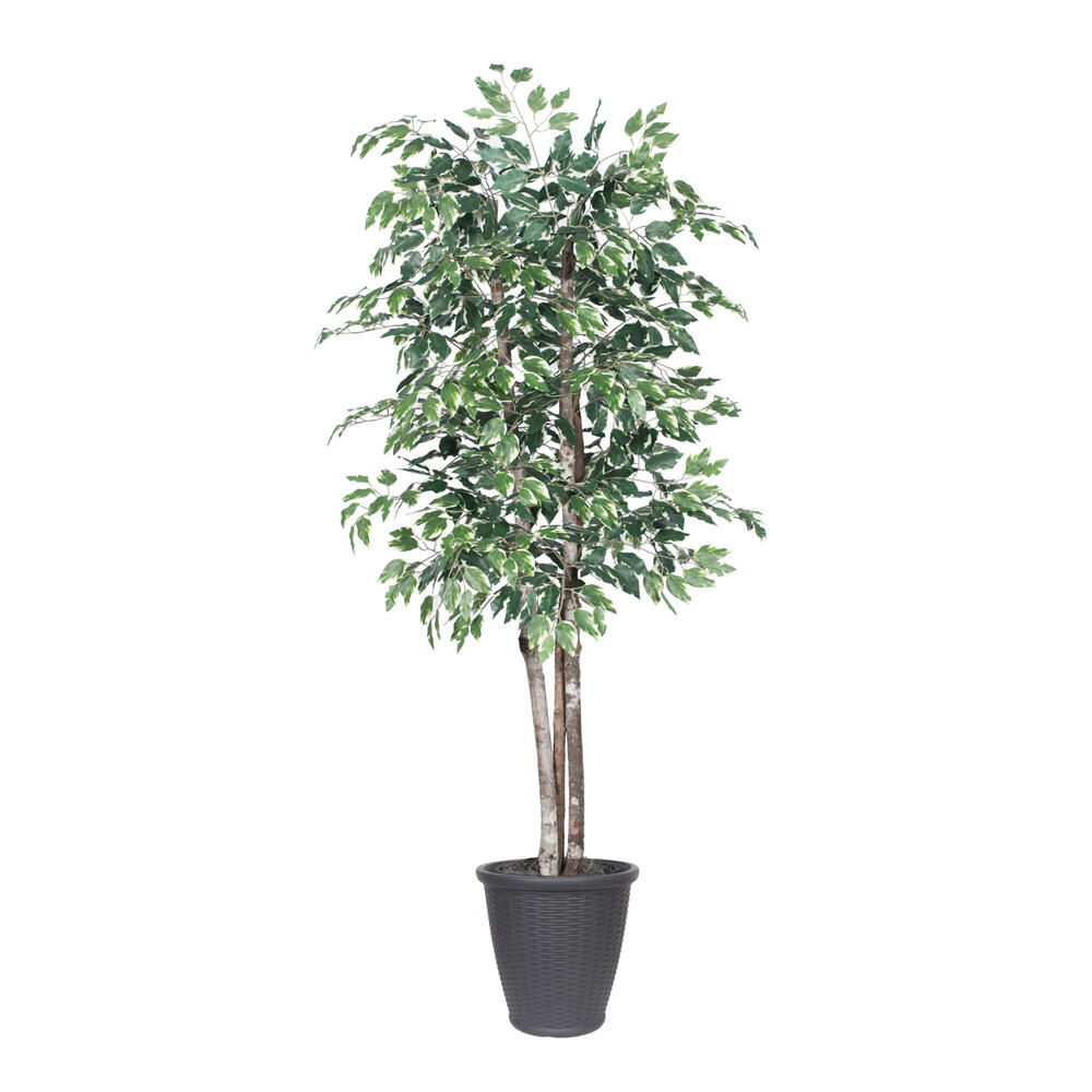 Vickerman Artificial Variegated Ficus Series