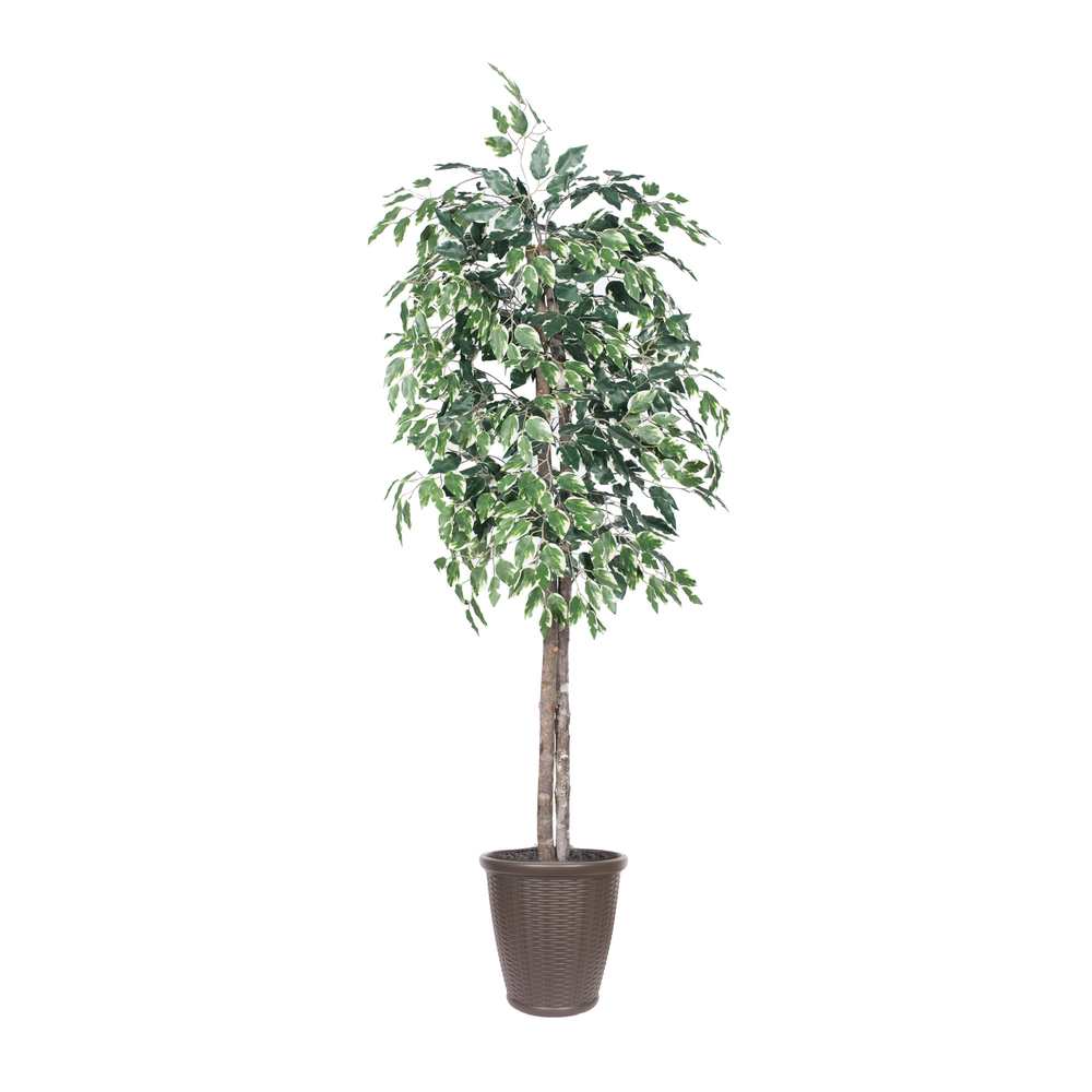Vickerman 6' Artificial Variegated Ficus Tree
