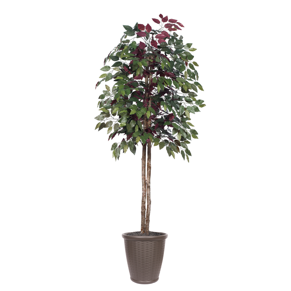 Vickerman Artificial 6' Capensia Potted Tree