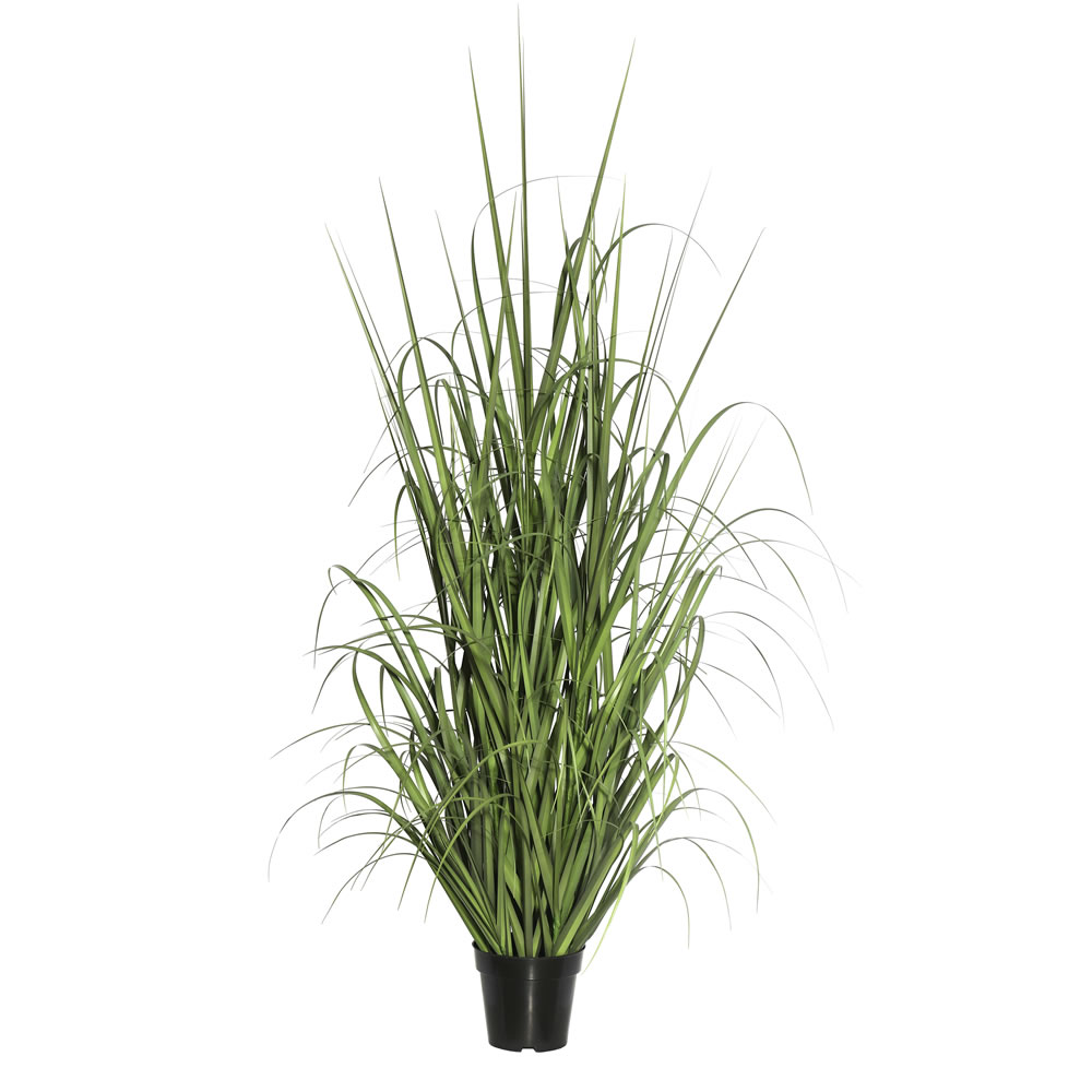 Ryegrass