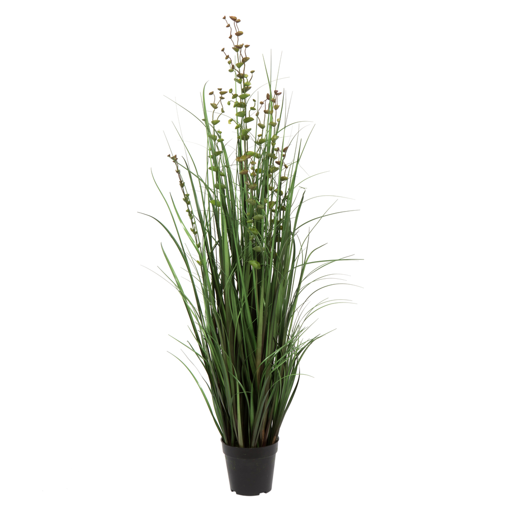 Grass and Eucalyptus