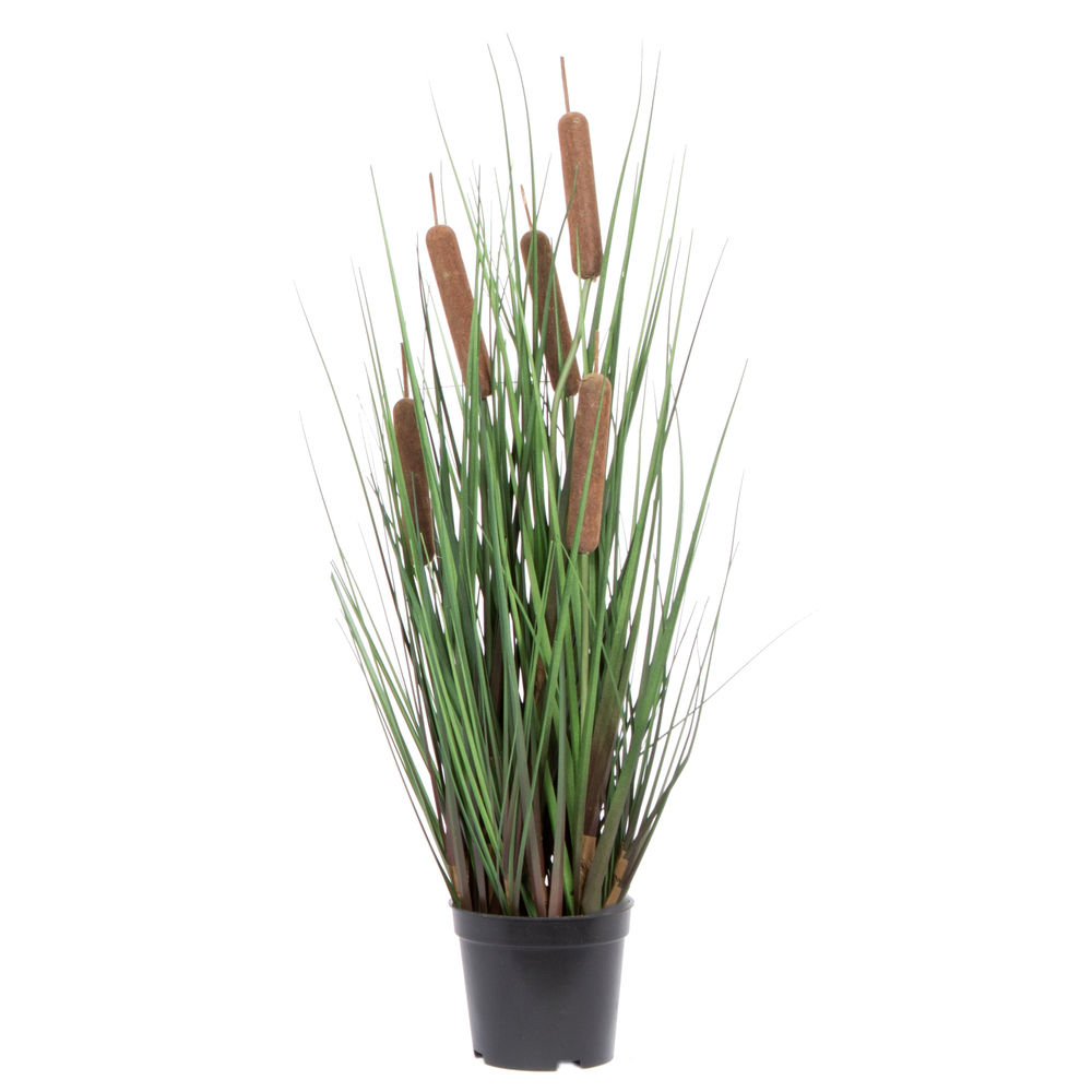 Grass and Cattails