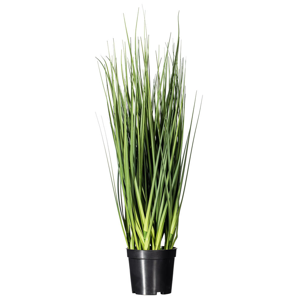 Extra Full Green Grass