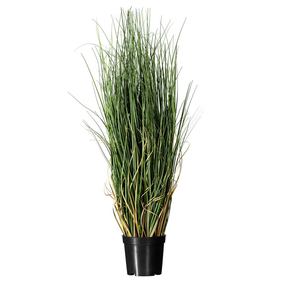 Curled Grass