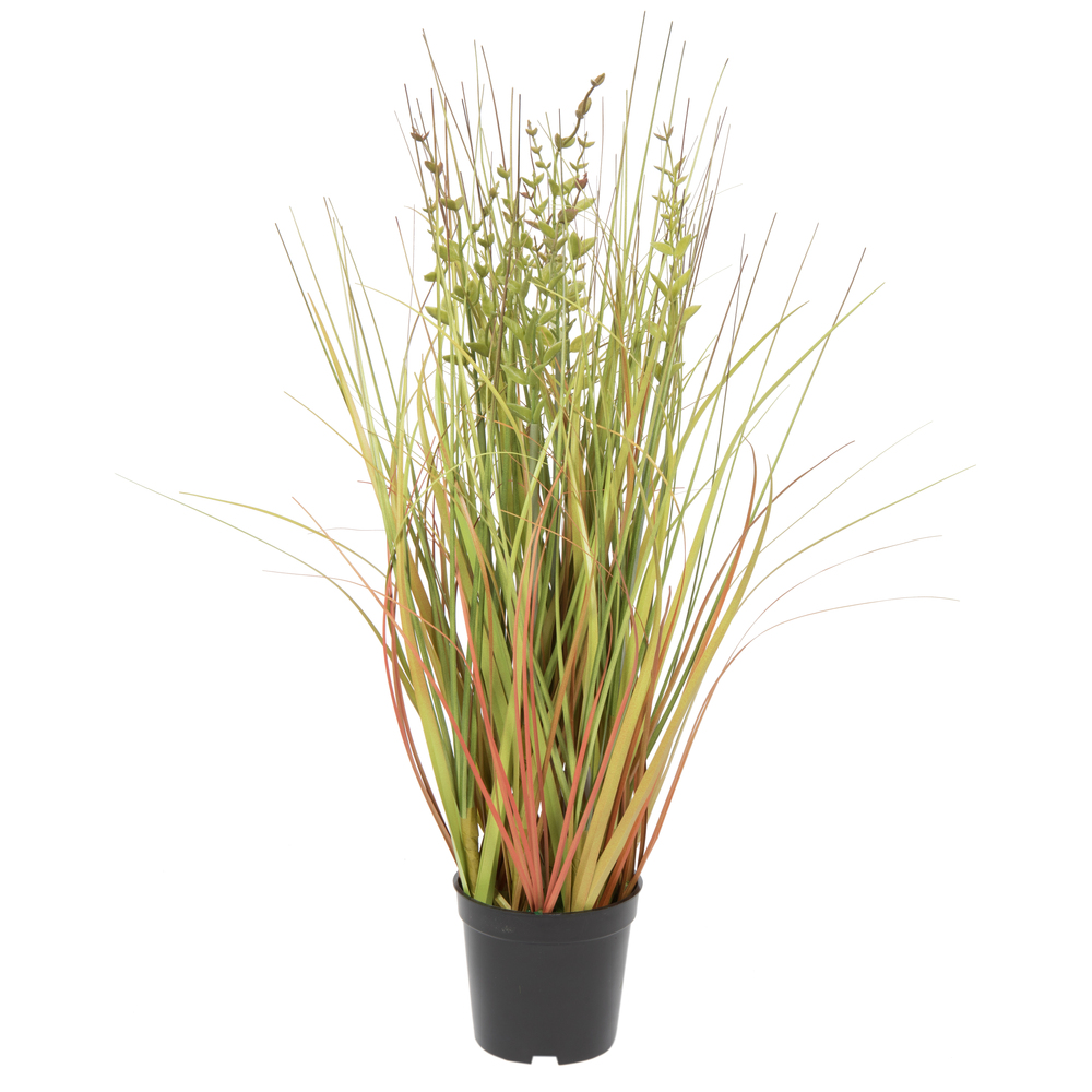 Green and Brown Grass