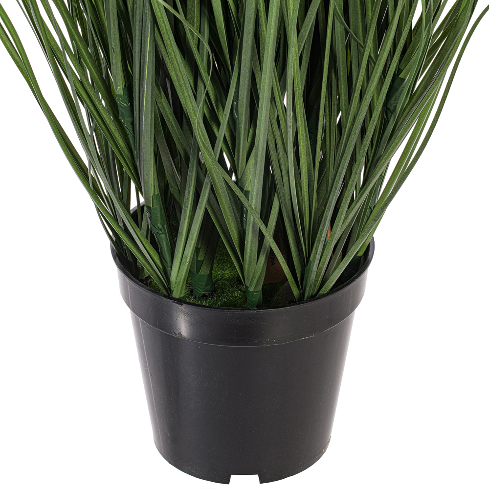 Vickerman Green Tufted Hairgrass Potted UV