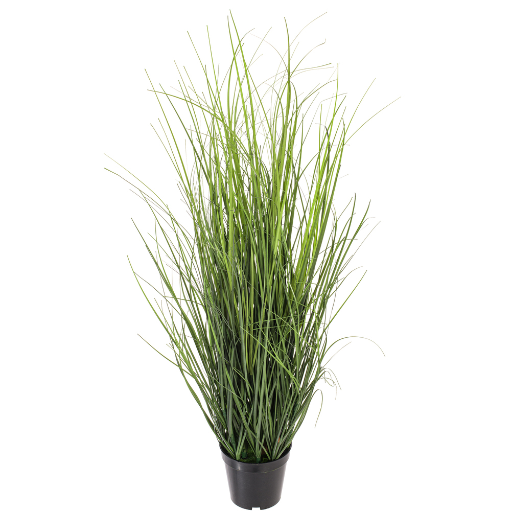 Vickerman Green Tufted Hairgrass Potted UV