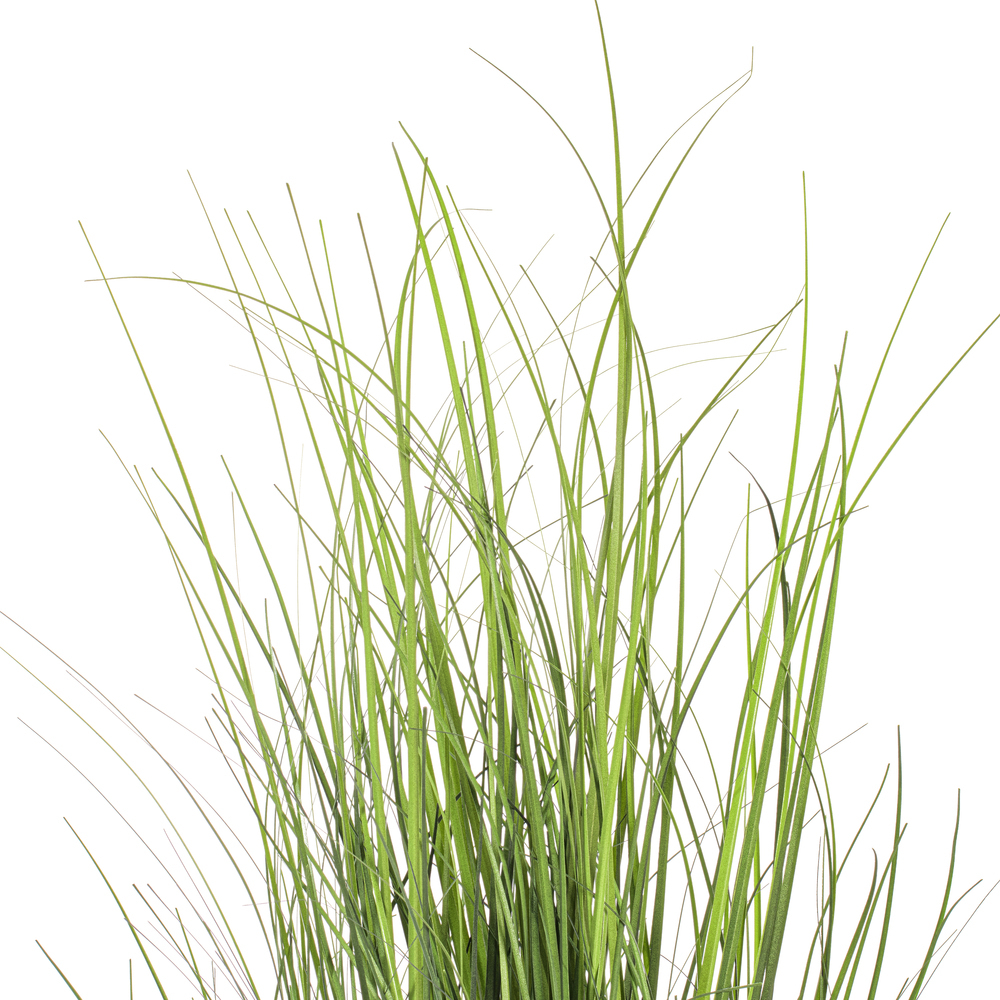Vickerman Green Tufted Hairgrass Potted UV