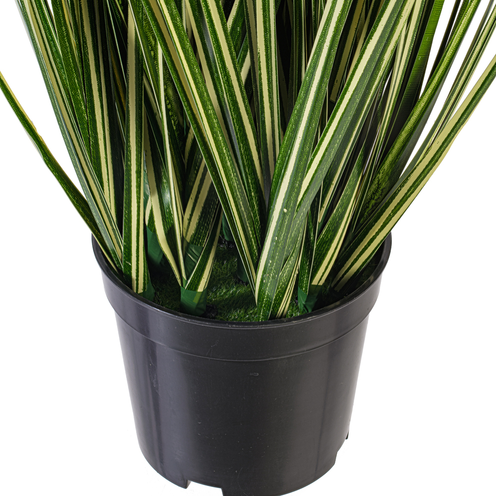 Vickerman Green Evergold Grass Potted UV