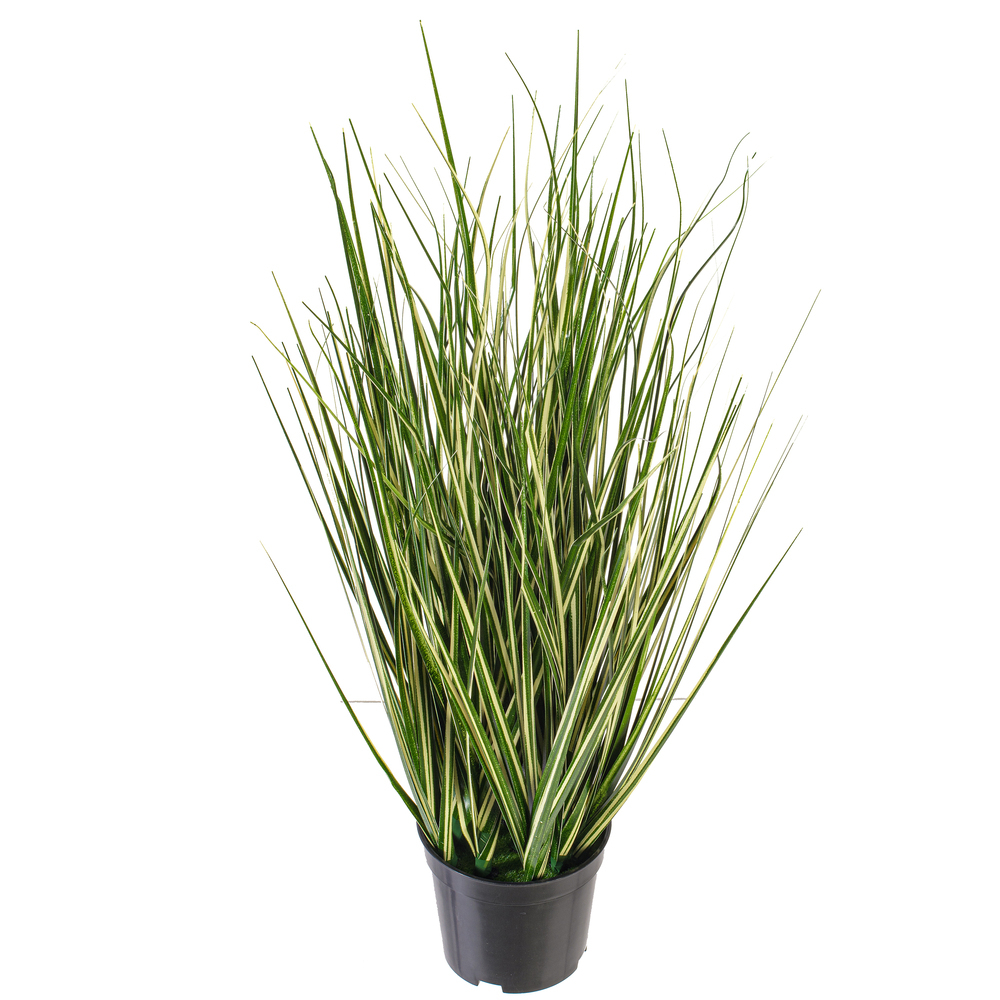 Vickerman Green Evergold Grass Potted UV