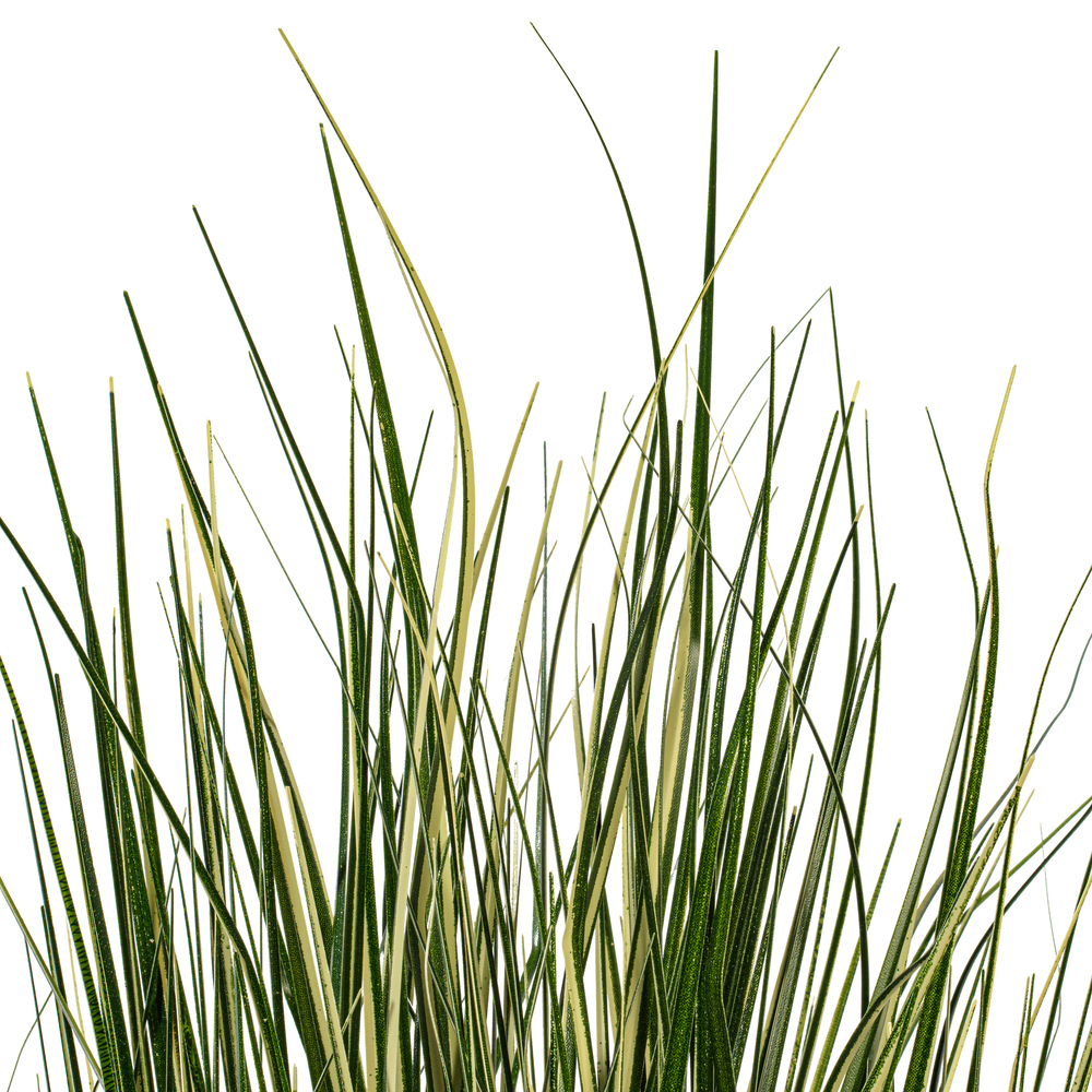 Vickerman Green Evergold Grass Potted UV