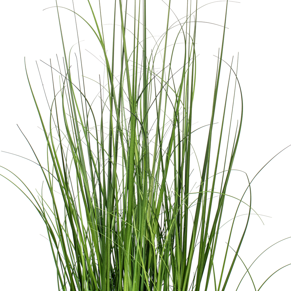 Green Lemongrass Potted