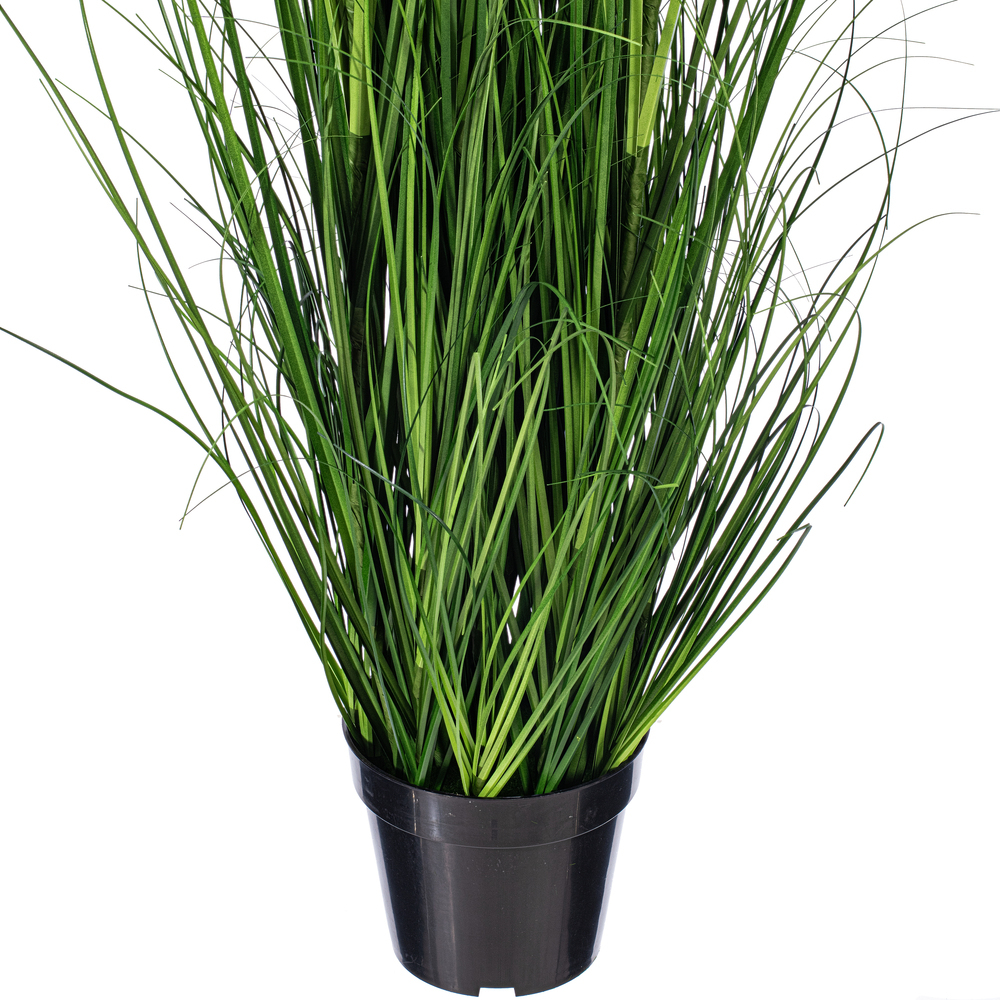 Green Lemongrass Potted