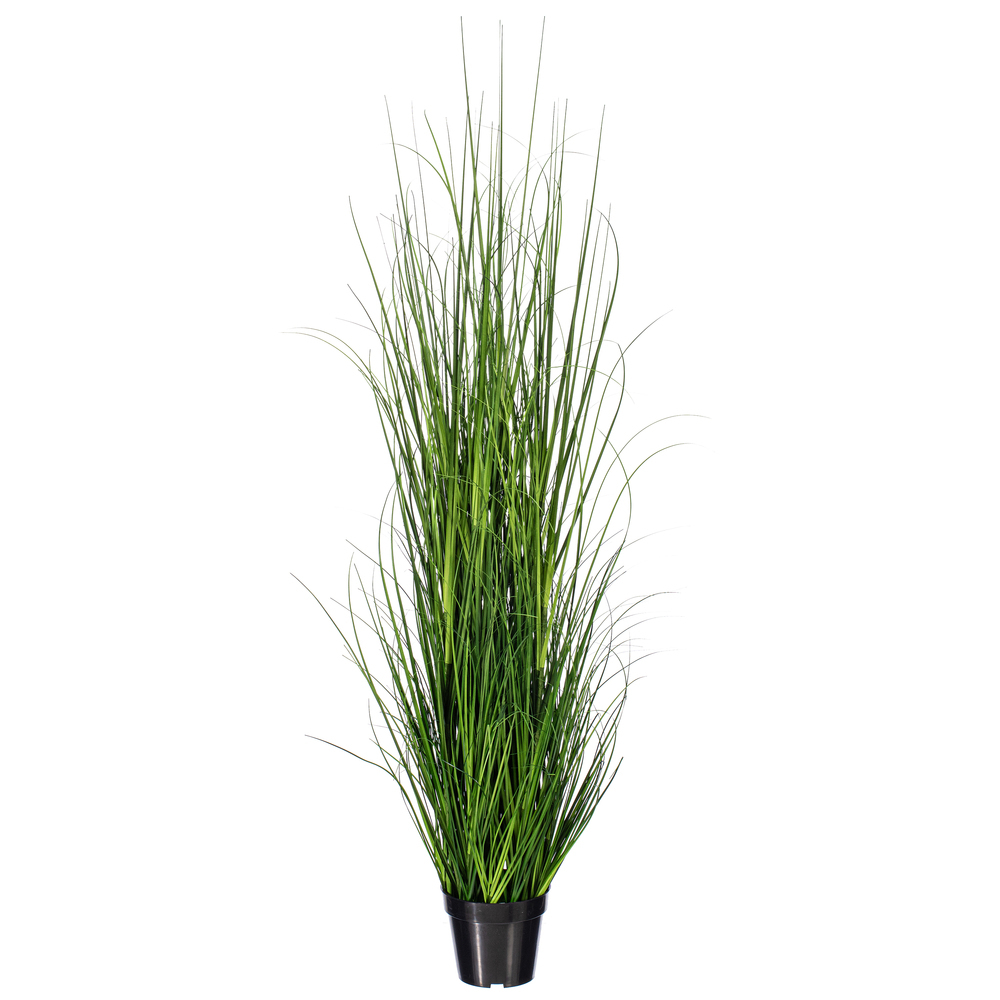 Green Lemongrass Potted