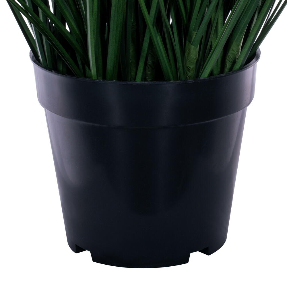 Green Lemongrass Potted