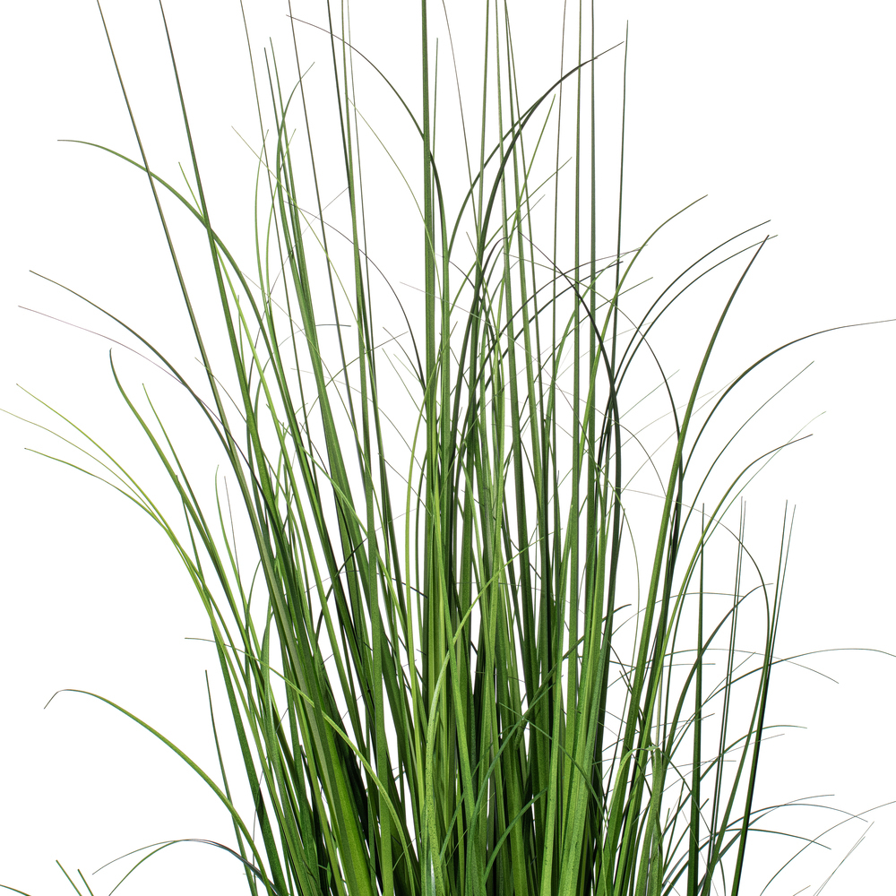 Green Lemongrass Potted