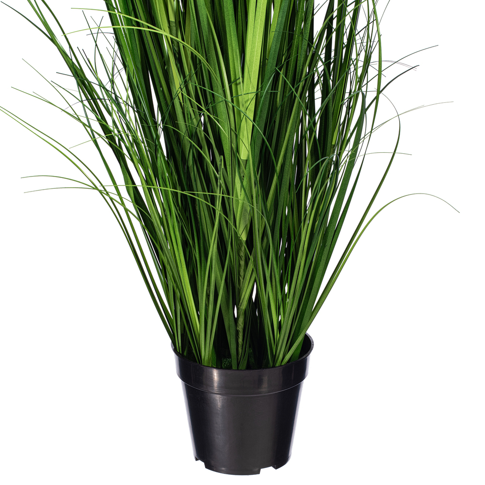 Green Lemongrass Potted