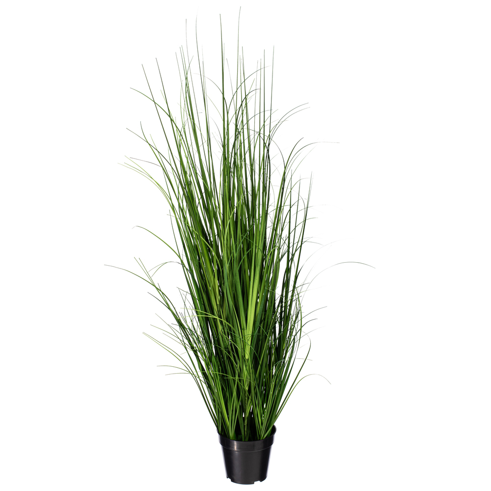 Green Lemongrass Potted
