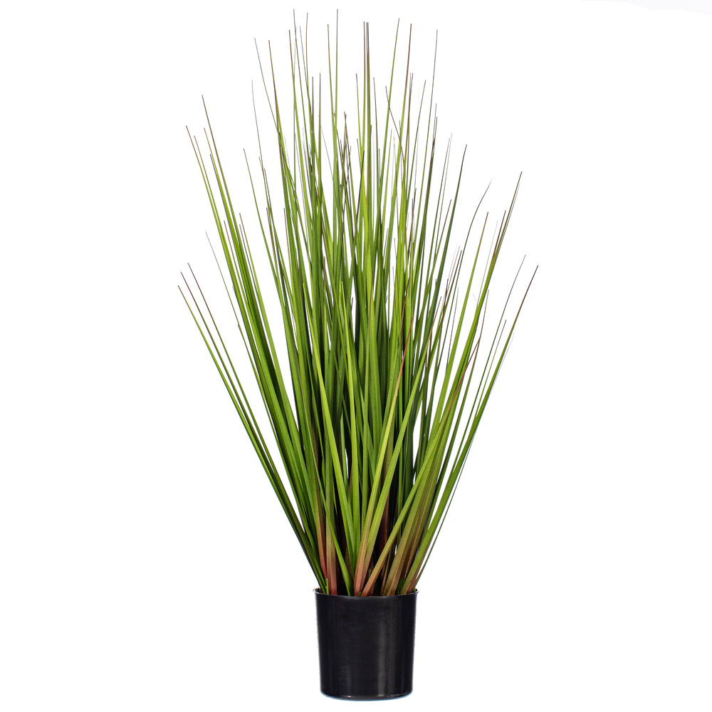 Green/Burgundy Flax Grass Potted