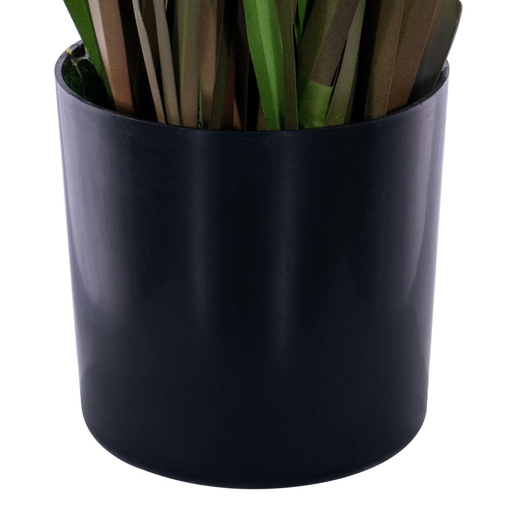 Green/Burgundy Flax Grass Potted