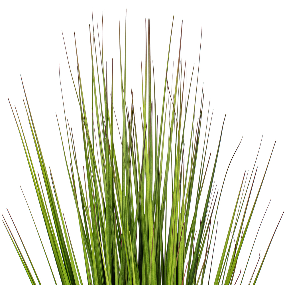 Green/Burgundy Flax Grass Potted