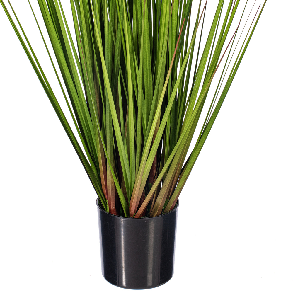 Green/Burgundy Flax Grass Potted