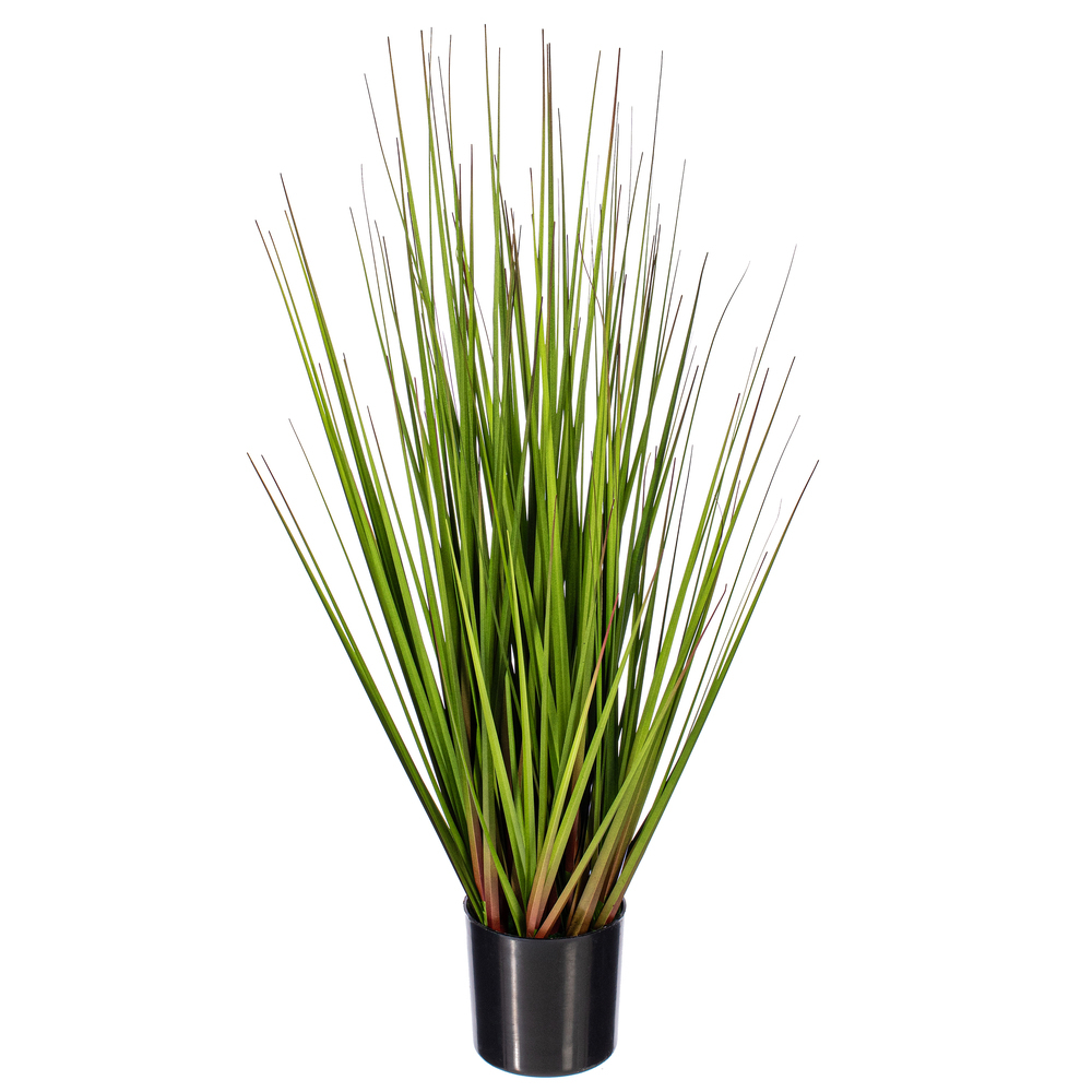 Green/Burgundy Flax Grass Potted
