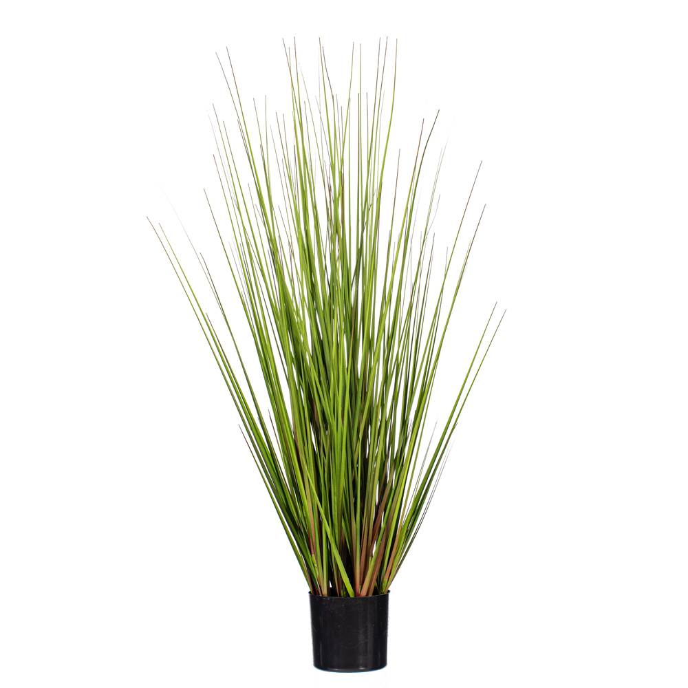 Green/Burgundy Flax Grass Potted