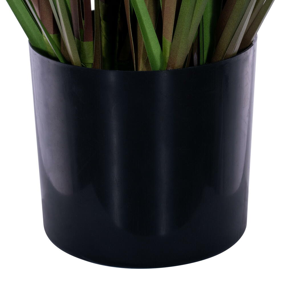 Green/Burgundy Flax Grass Potted