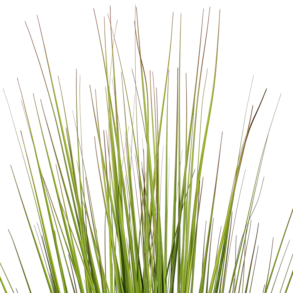 Green/Burgundy Flax Grass Potted