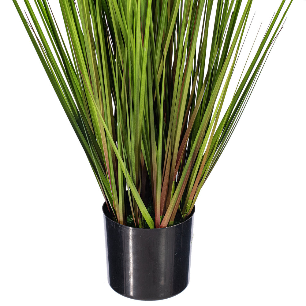 Green/Burgundy Flax Grass Potted