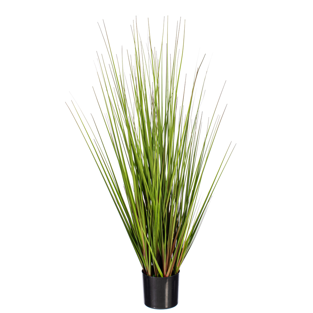 Green/Burgundy Flax Grass Potted