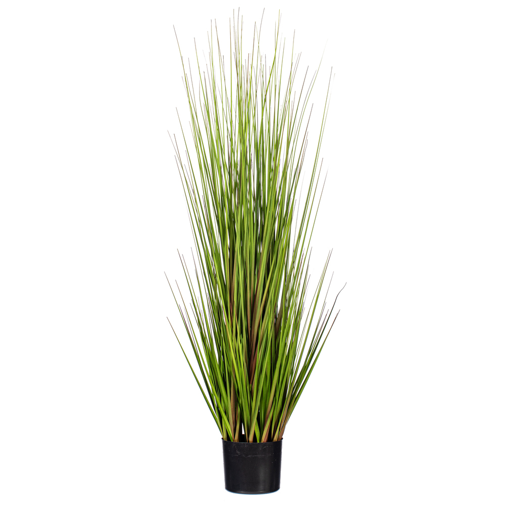 Green/Burgundy Flax Grass Potted