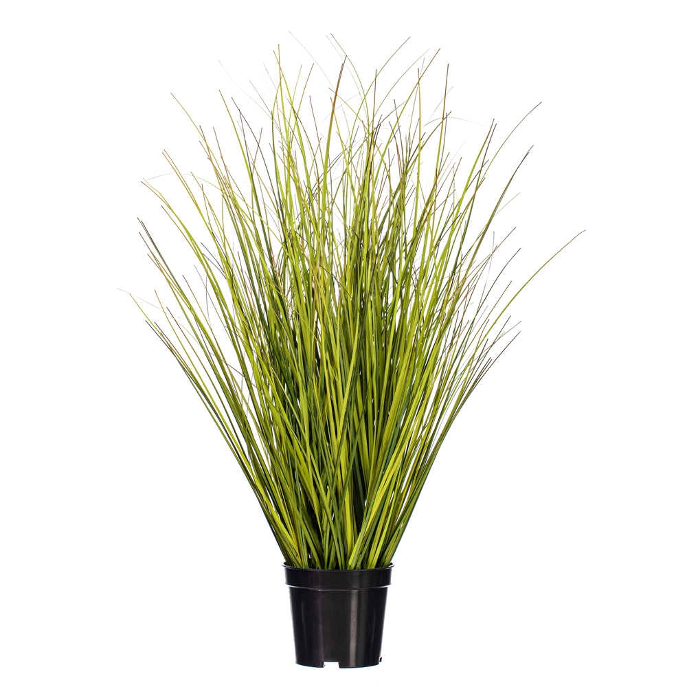 Green/Brown Switchgrass Potted